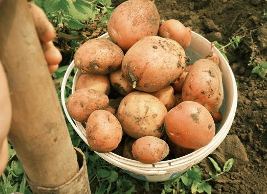 Close-up of a bowl of potatoes in a field.