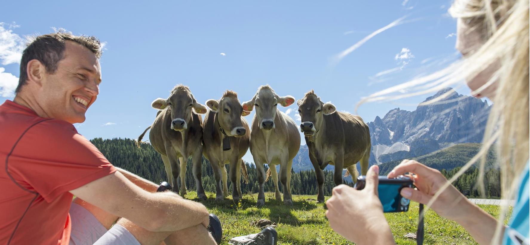 Mucche su un verde prato alpino nelle Dolomiti