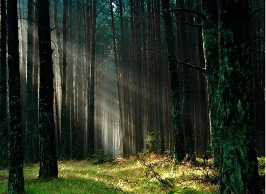 A forest with lush green ground and sun rays shining through the trees.