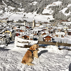 Cane Charly nella neve di San Candido con paesaggio invernale innevato sullo sfondo.
