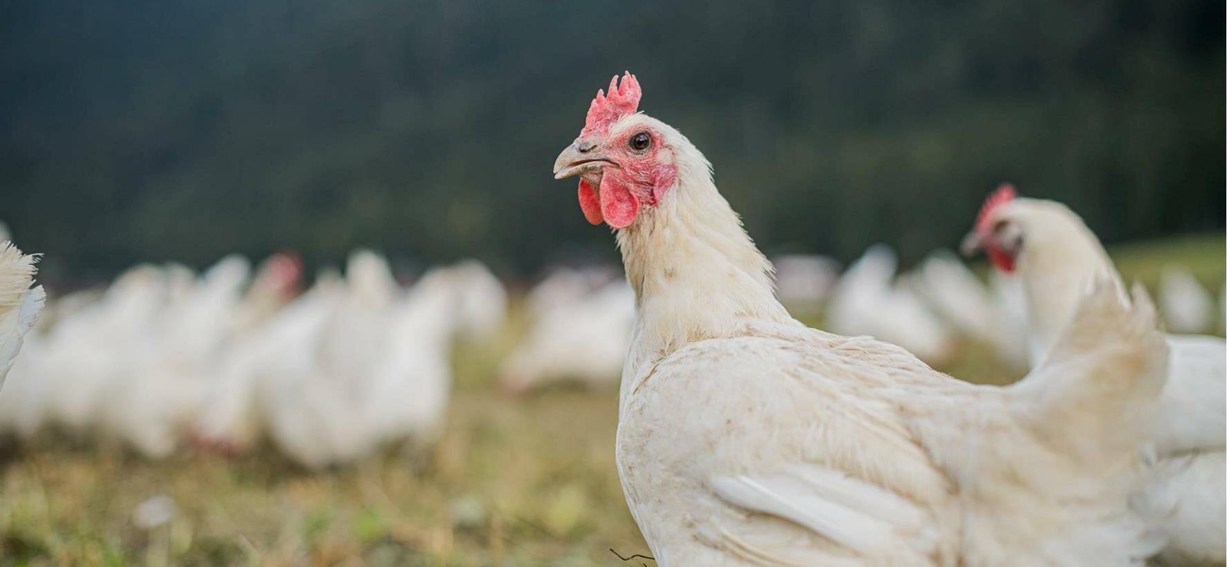 White hen on the meadow at Hintnerhof with other hens in the background.