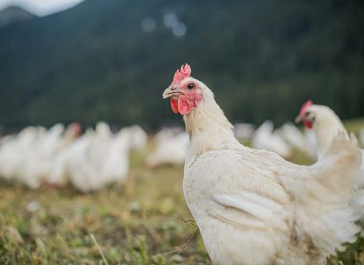 Gallina bianca sul prato dell’Hintnerhof con altre galline sullo sfondo.