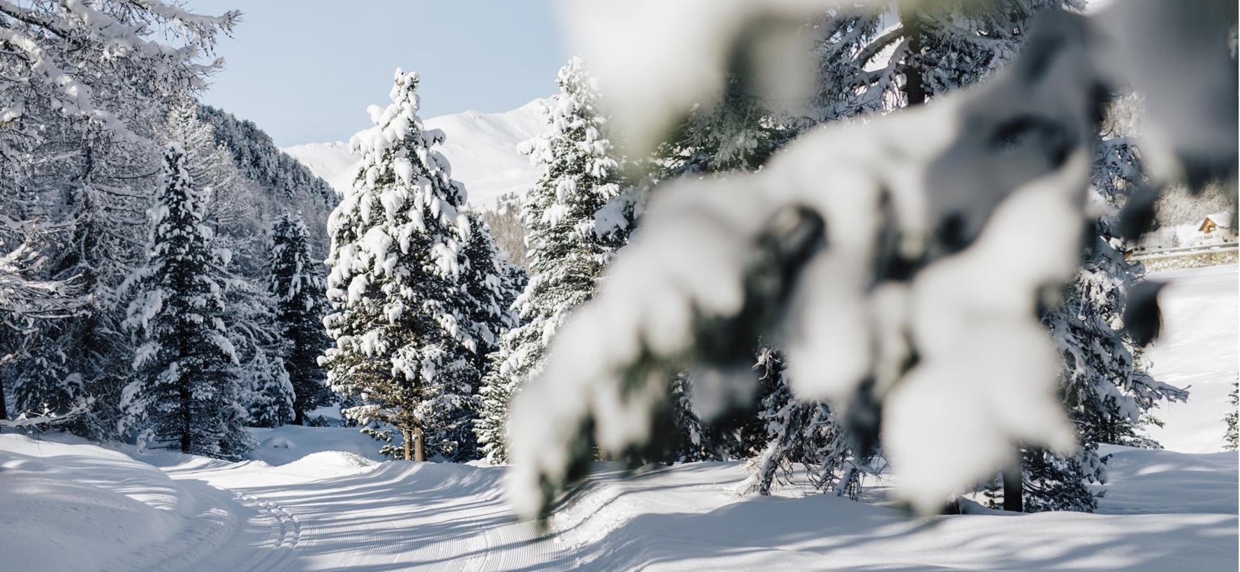 Paesaggio invernale nelle Dolomiti con abeti ricoperti di neve, alberi innevati e un manto nevoso intatto nel bosco