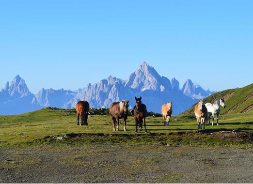 Cavalli su un prato con le caratteristiche montagne e il cielo azzurro sullo sfondo.