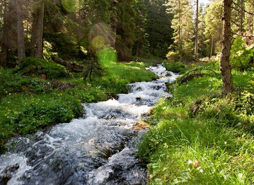Ein schmaler Gebirgsbach inmitten von grünen Wiesen und Wald.