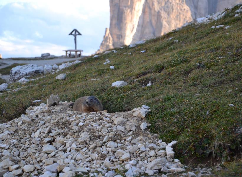 Murmeltier auf einer Bergwiese mit Gipfelkreuz und Felswand im Hintergrund.