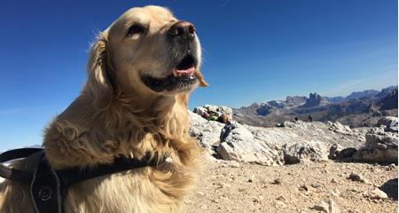 Golden Retriever Charly mit hellem Fell und schwarzem Geschirr vor Berglandschaft und blauem Himmel.