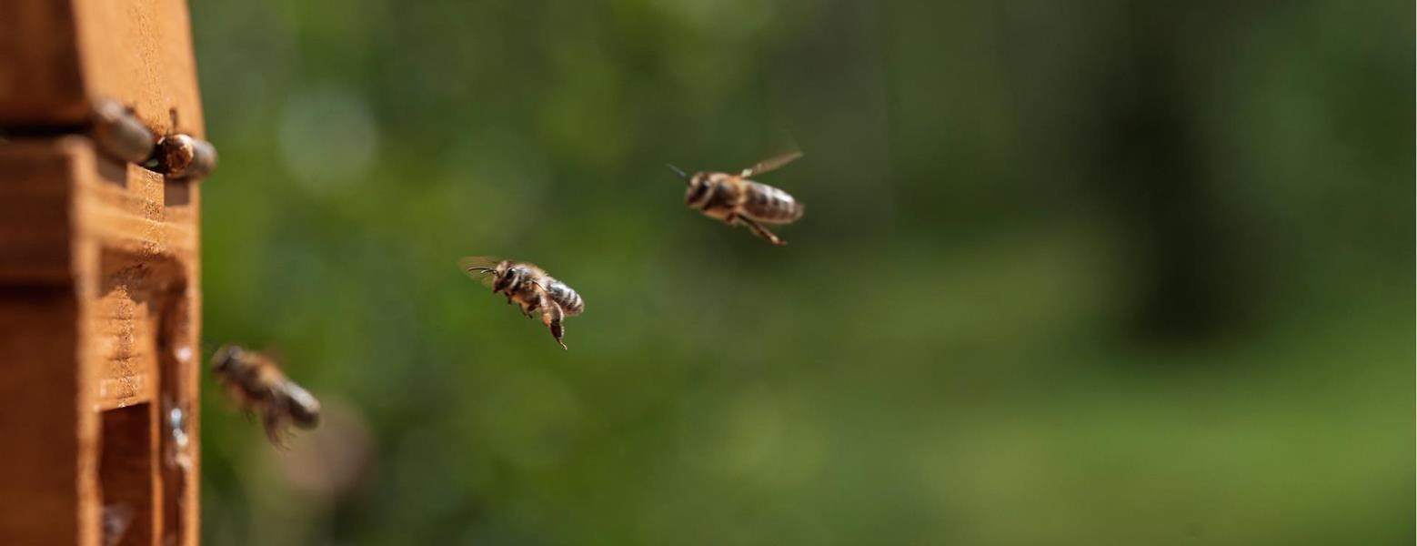 Nahaufnahme von Bienen am Bienenstock im Grünen vor unscharfem Hintergrund