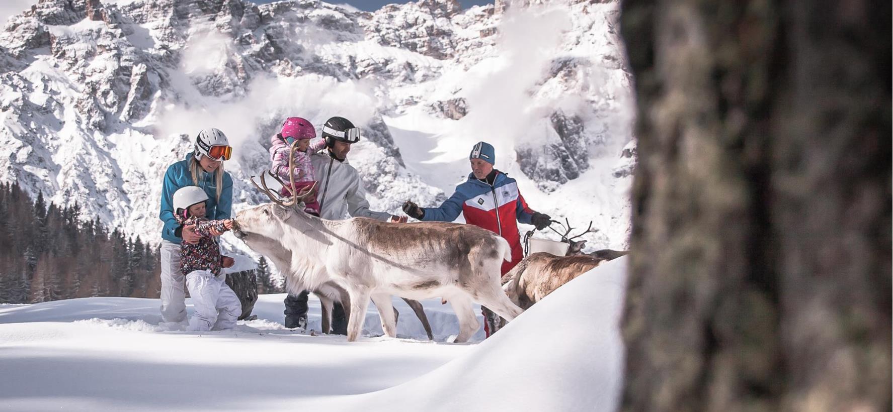 Alimentazione delle renne in un paesaggio invernale innevato, con montagne sullo sfondo.